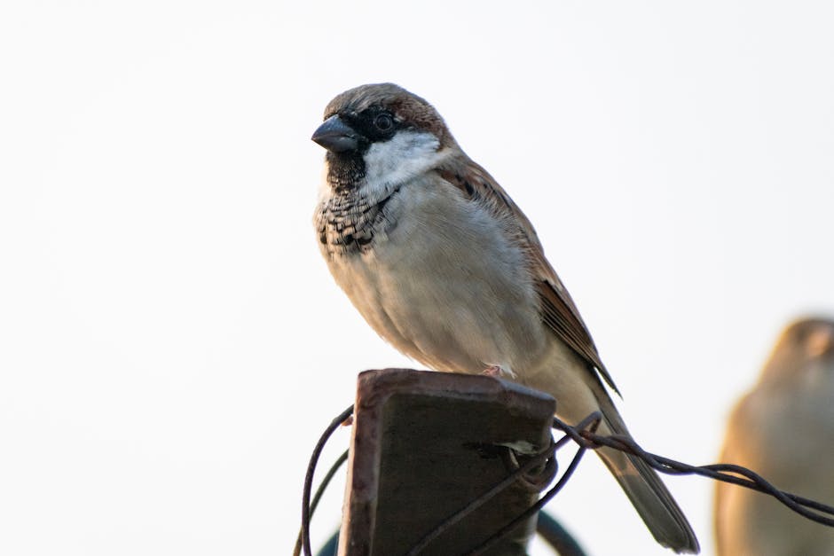 A small brown and white sparrow is perched on a metal surface with some wires, against a pale, blurred background.