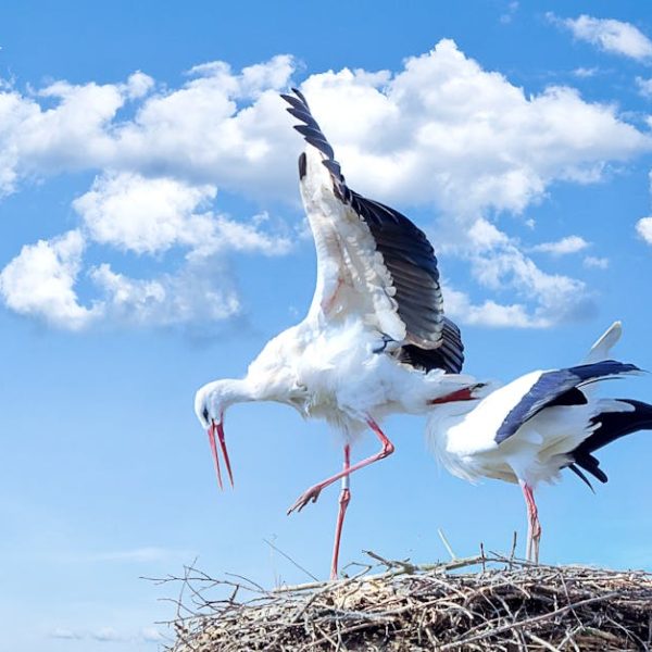 Two white storks standing on a large nest made of twigs, with one stork spreading its wings against a bright blue sky with scattered clouds.