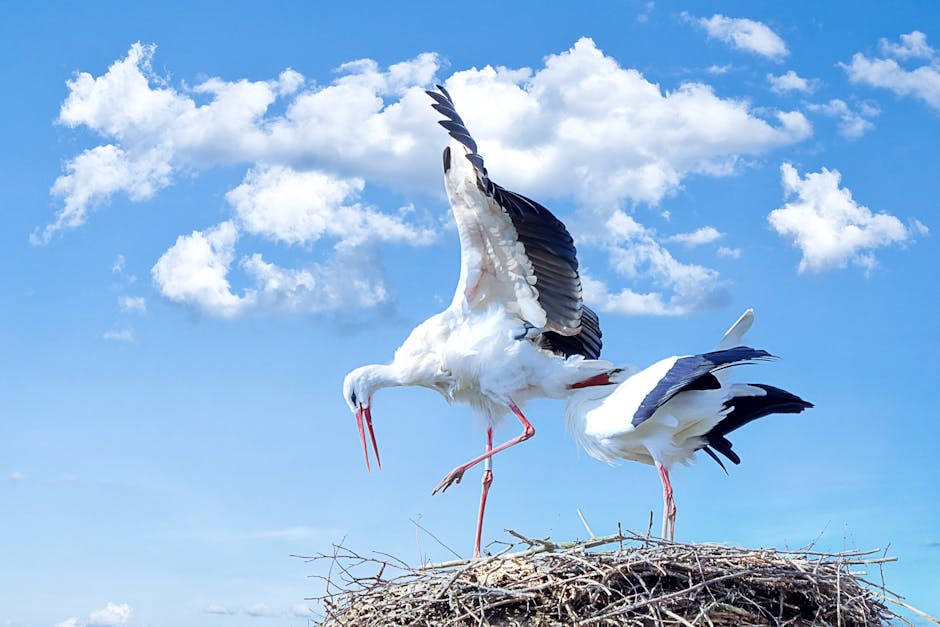 Two white storks standing on a large nest made of twigs, with one stork spreading its wings against a bright blue sky with scattered clouds.