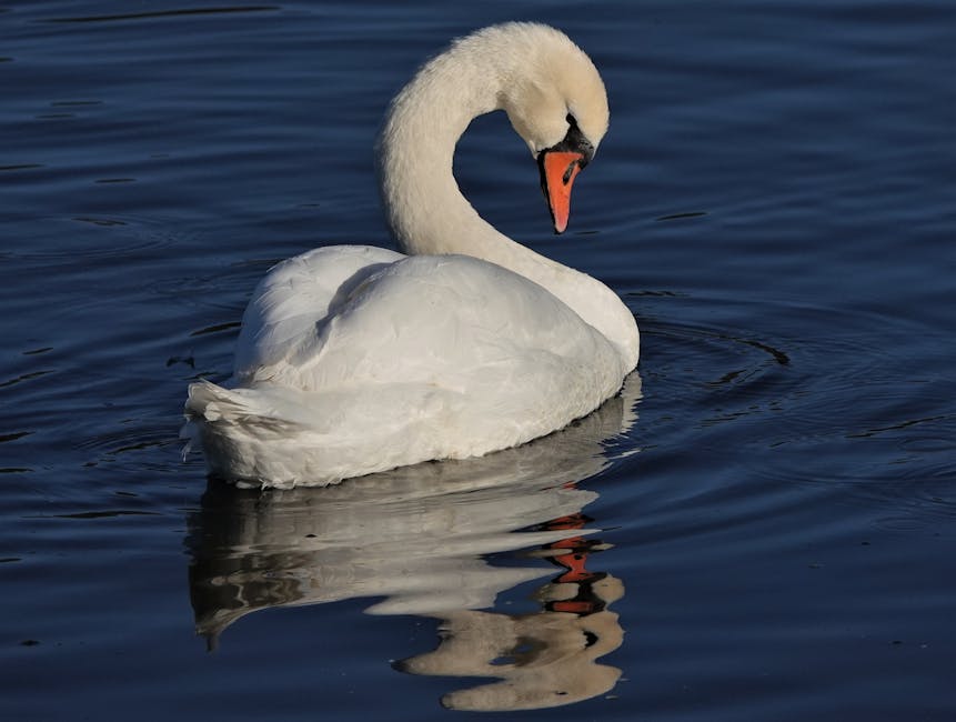 A white swan swims on calm blue water, its neck curved downward, with its reflection visible in the water below.