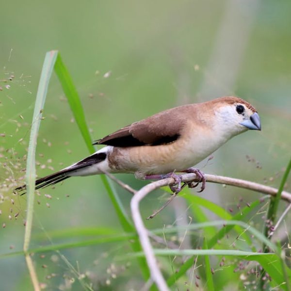 A small brown and white bird with a thick beak perches on a thin branch surrounded by green grass and foliage.