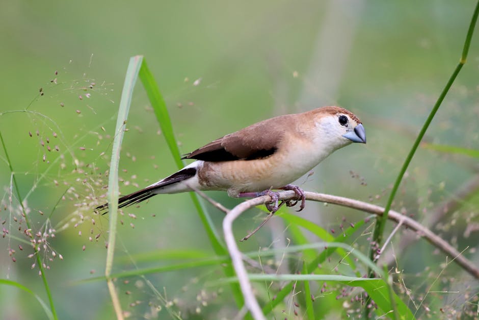 A small brown and white bird with a thick beak perches on a thin branch surrounded by green grass and foliage.