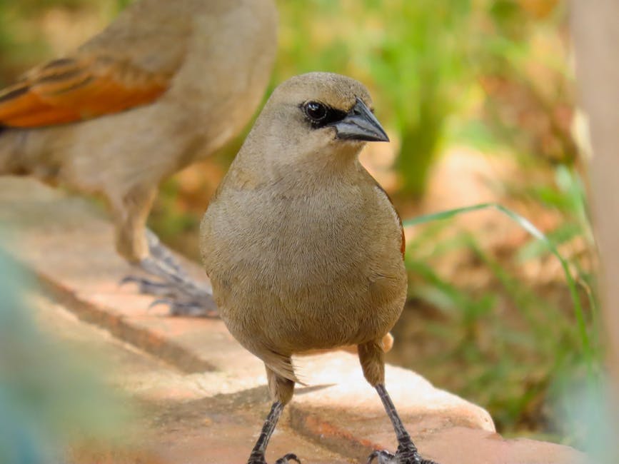 Two small brown birds stand on a stone surface with green foliage in the background, one bird in clear focus in the foreground and the other slightly blurred.