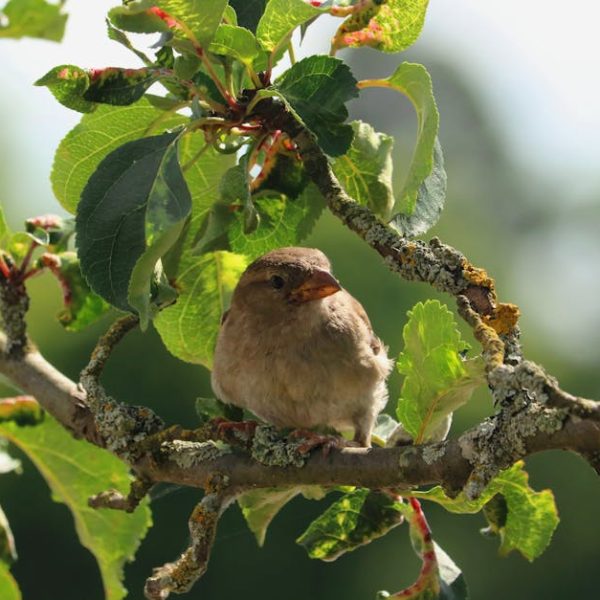 A small brown bird is perched on a tree branch surrounded by green leaves and patches of lichen.