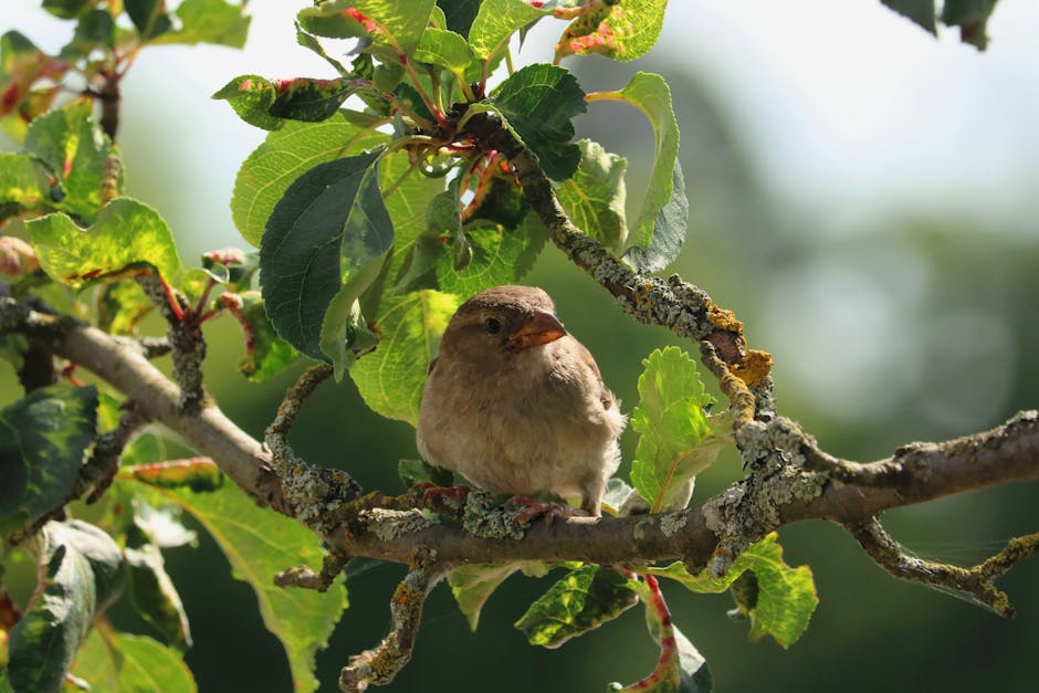 A small brown bird is perched on a tree branch surrounded by green leaves and patches of lichen.