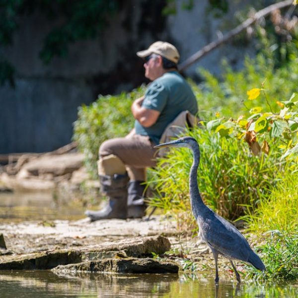 A person sits on the riverbank in the background while a tall gray heron stands near the water's edge in the foreground amid green vegetation.