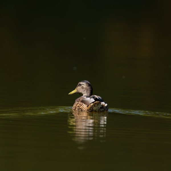 A duck swims alone on calm, dark green water, creating gentle ripples behind it.