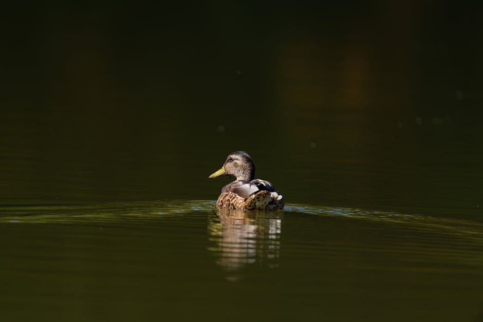 A duck swims alone on calm, dark green water, creating gentle ripples behind it.
