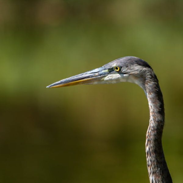 Close-up side view of a heron with a long neck and pointed beak against a blurred green and brown background.