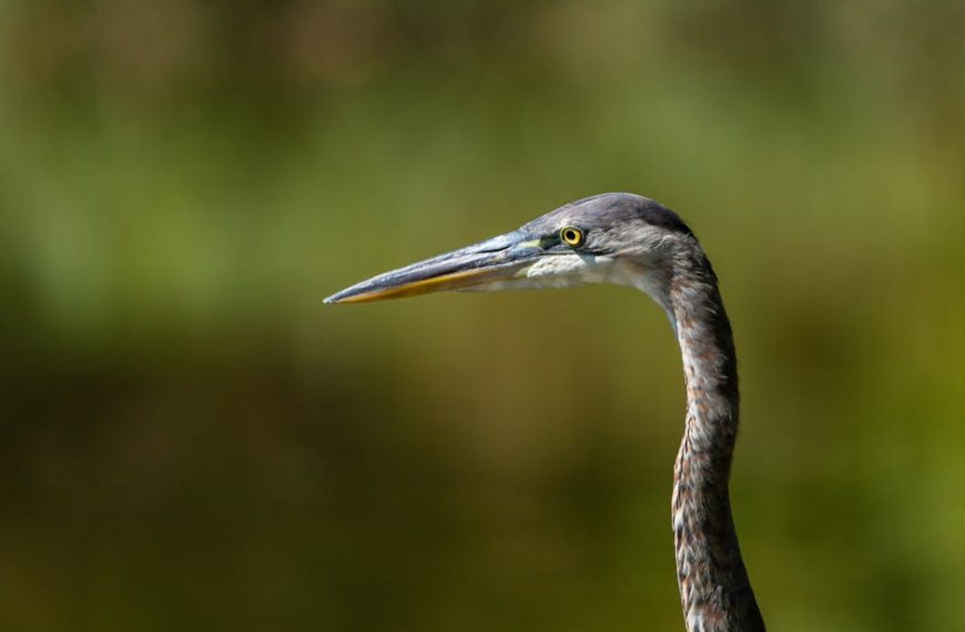 Close-up side view of a heron with a long neck and pointed beak against a blurred green and brown background.