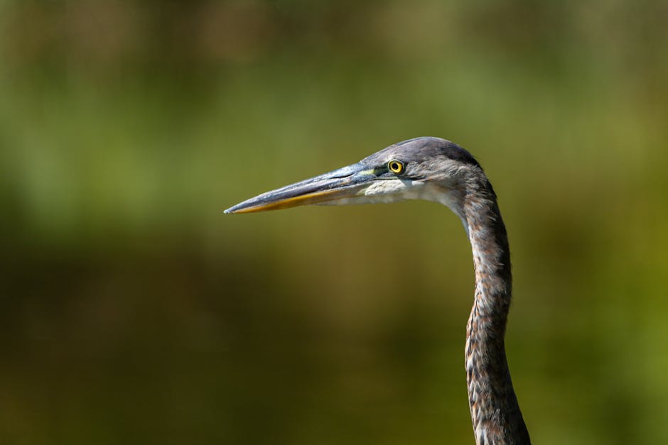 Close-up side view of a heron with a long neck and pointed beak against a blurred green and brown background.