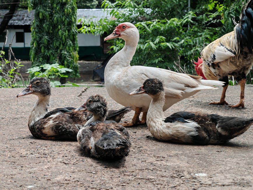 Three ducklings lie on the ground while an adult duck stands behind them. A rooster is partially visible to the right, with trees and a building in the background.