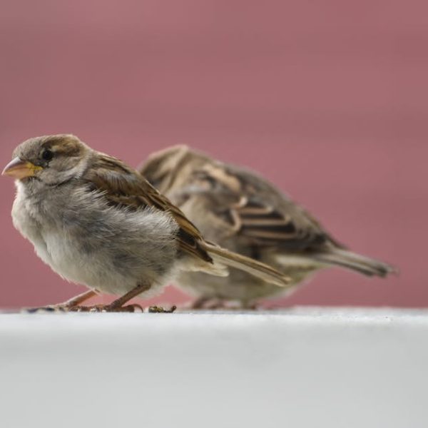 Two small brown sparrows stand on a white surface with a blurred pink background. One sparrow faces forward while the other faces away.