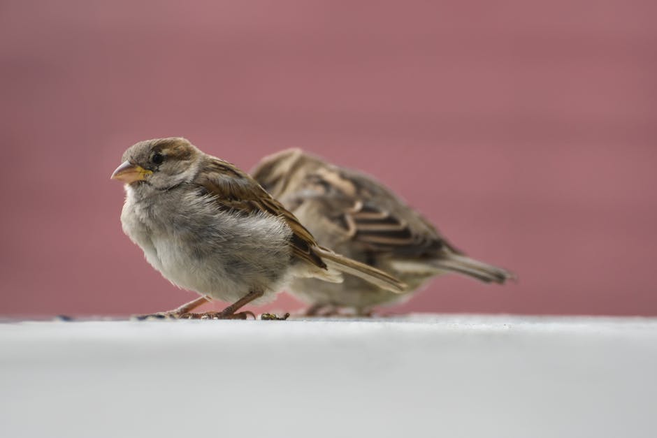 Two small brown sparrows stand on a white surface with a blurred pink background. One sparrow faces forward while the other faces away.
