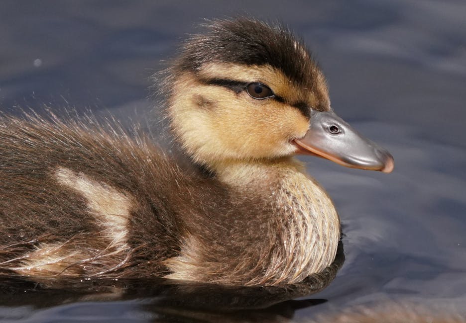 A close-up of a baby duck, or duckling, swimming in water with its brown and yellow feathers clearly visible.