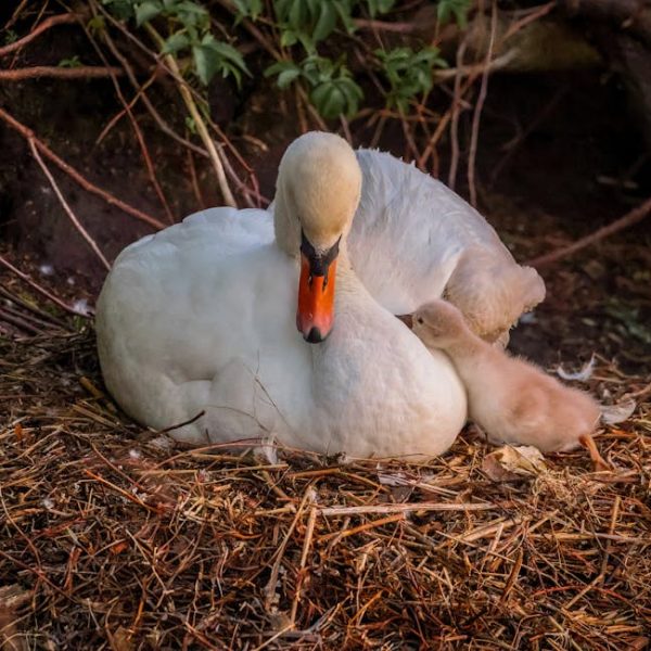 A white swan is sitting on a nest made of twigs while a small cygnet nestles close to its side.