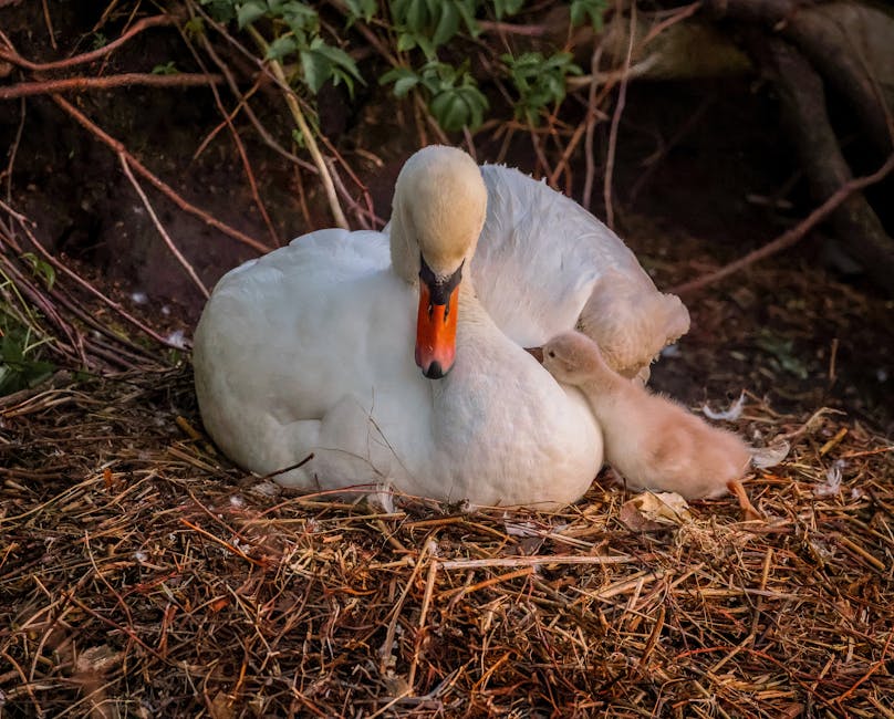 A white swan is sitting on a nest made of twigs while a small cygnet nestles close to its side.