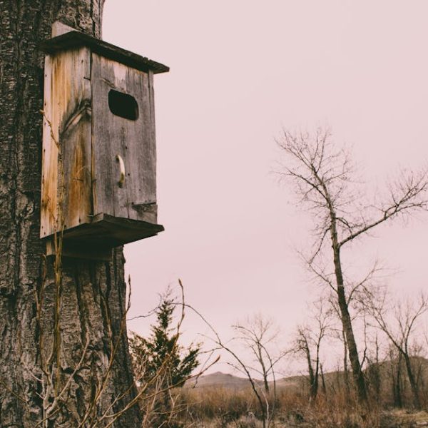 A weathered wooden birdhouse is attached to the trunk of a tree in a leafless, overcast landscape.