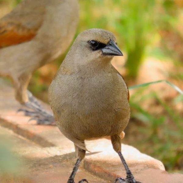 Two small brown birds stand on a brick or stone surface with green foliage blurred in the background. The bird in the foreground faces forward.
