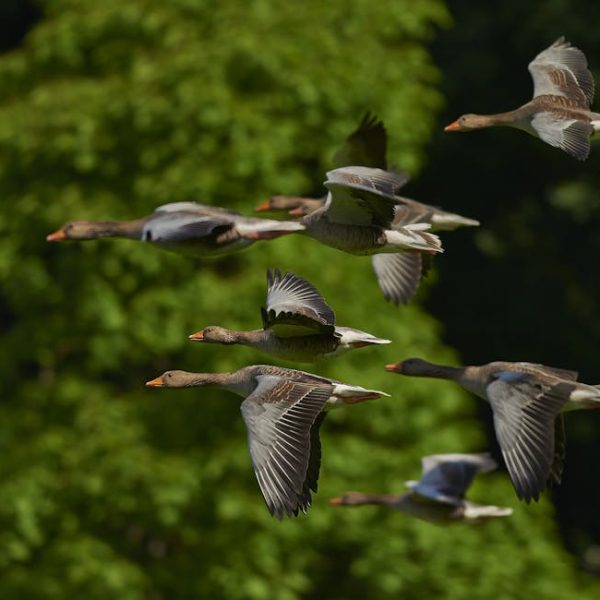 A flock of gray geese flying together in front of green, leafy trees.