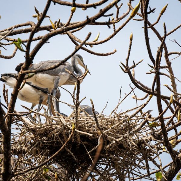 Two large birds stand in a nest made of twigs atop tree branches, with a clear sky in the background.