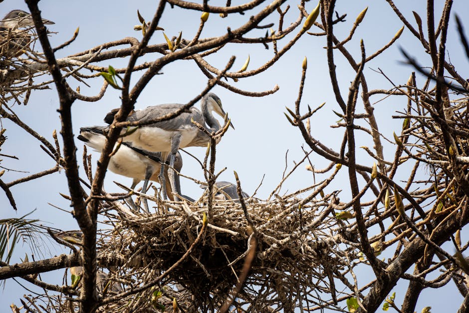Two large birds stand in a nest made of twigs atop tree branches, with a clear sky in the background.