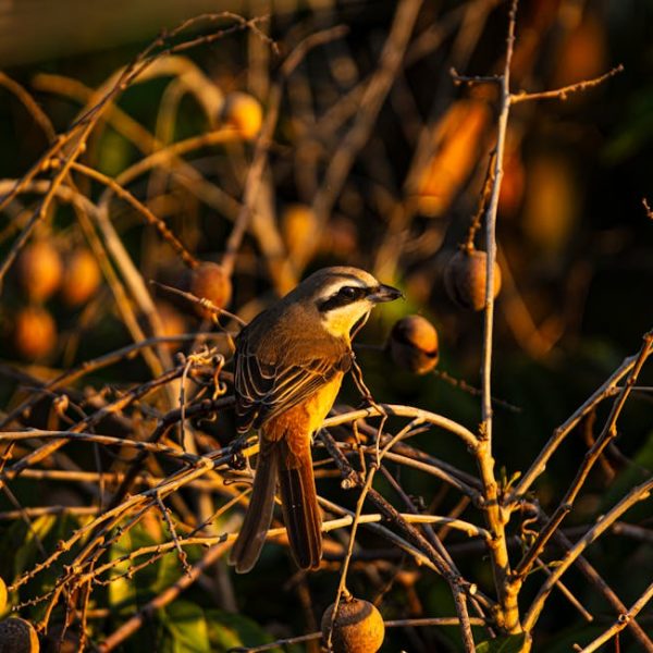 A small brown bird with a white and black face perches on a branch among dry twigs and round fruits, illuminated by warm sunlight.