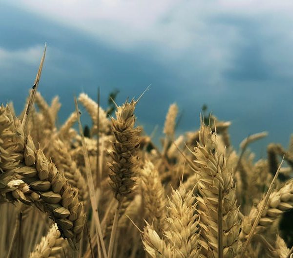 Close-up view of ripe wheat stalks in a field under a cloudy sky.