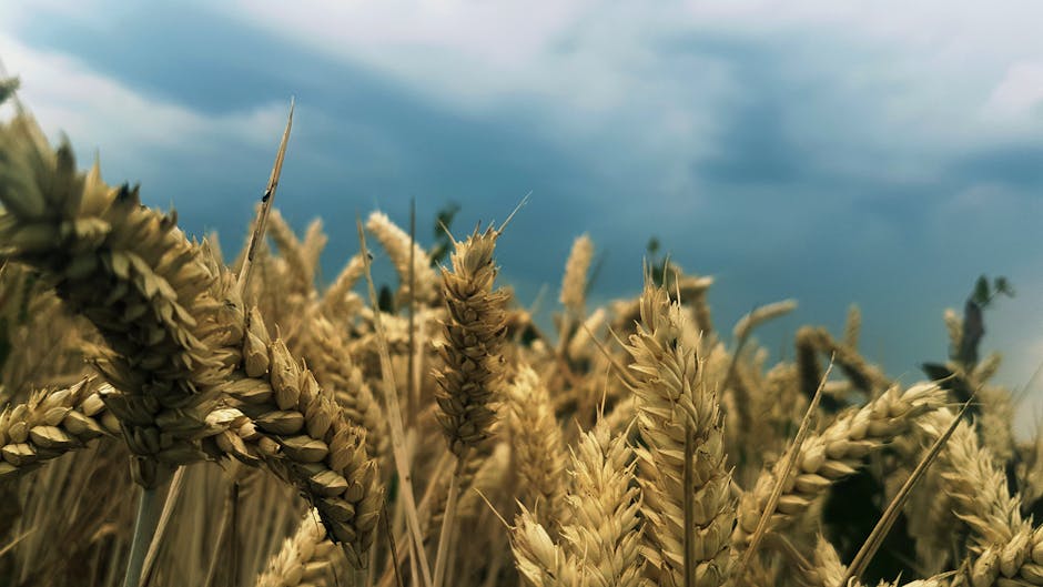 Close-up view of ripe wheat stalks in a field under a cloudy sky.