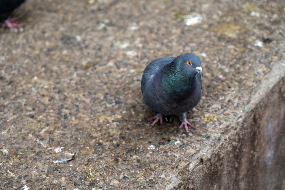 A pigeon with dark feathers stands on a rough, concrete surface near the edge of a ledge.