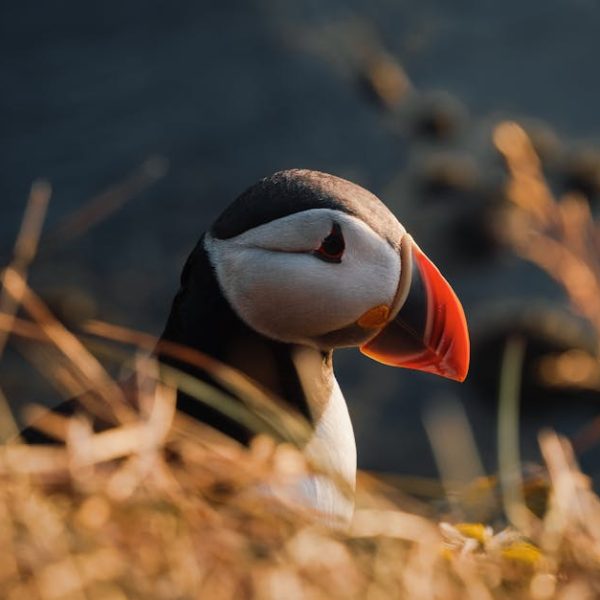A close-up of an Atlantic puffin standing among dry grass, with a dark blurred background.