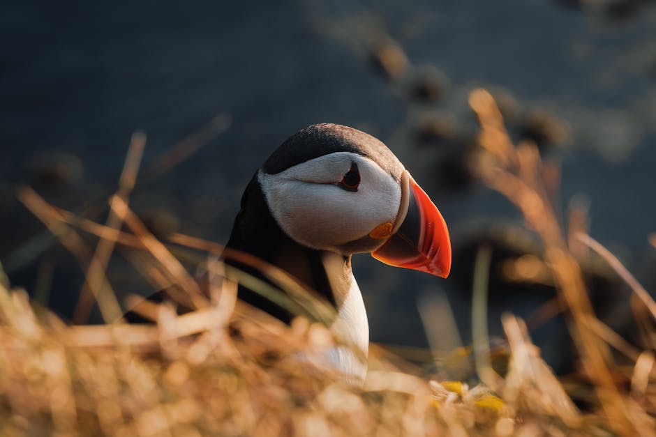 A close-up of an Atlantic puffin standing among dry grass, with a dark blurred background.