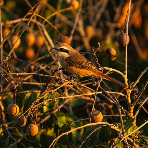 A bird with brown and white plumage perches on a branch among round, brown fruit and green leaves in sunlight.