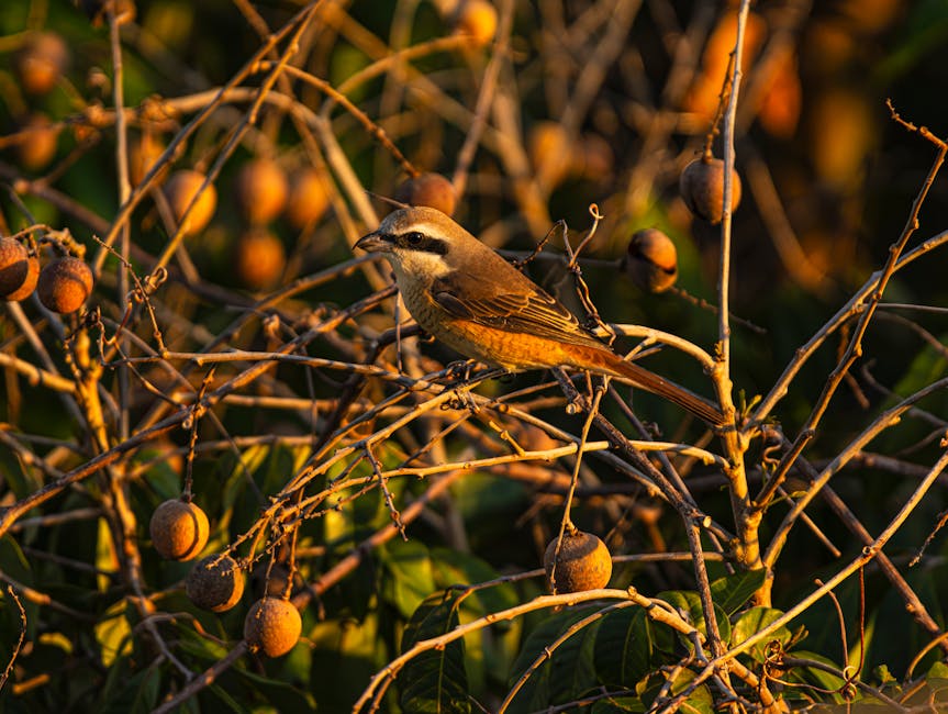 A bird with brown and white plumage perches on a branch among round, brown fruit and green leaves in sunlight.