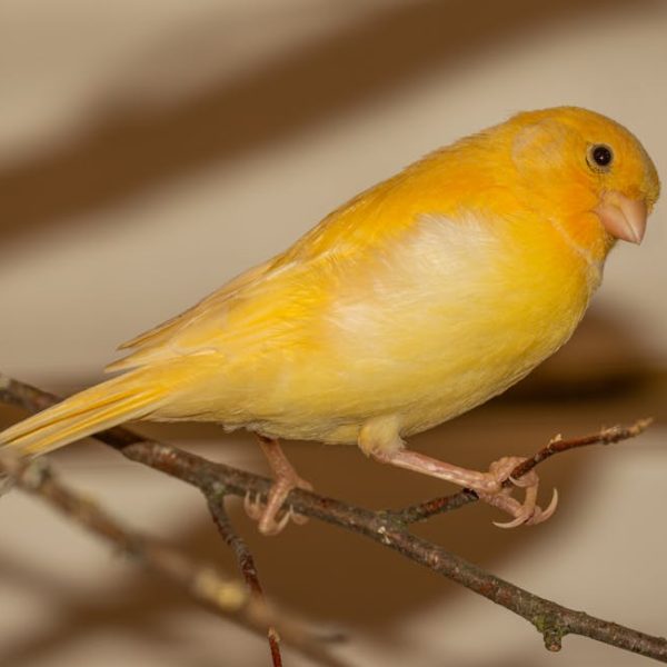 A yellow canary perched on a thin branch against a plain background.