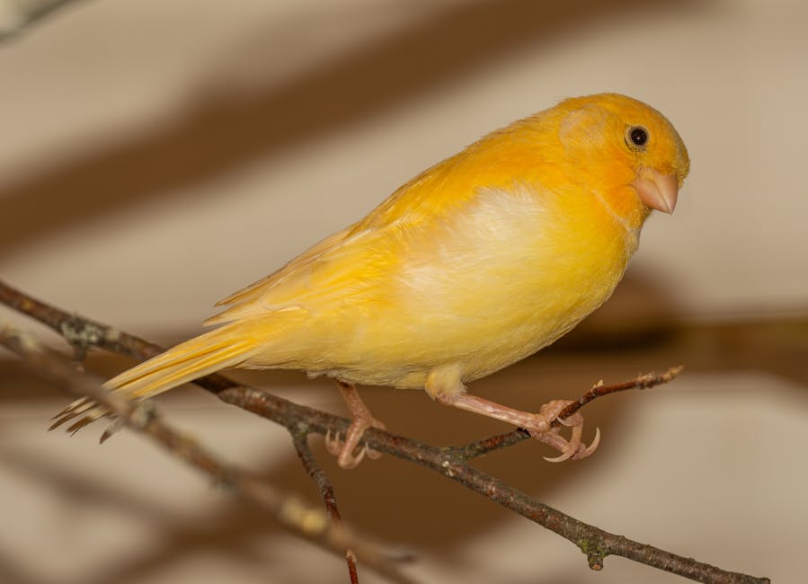 A yellow canary perched on a thin branch against a plain background.