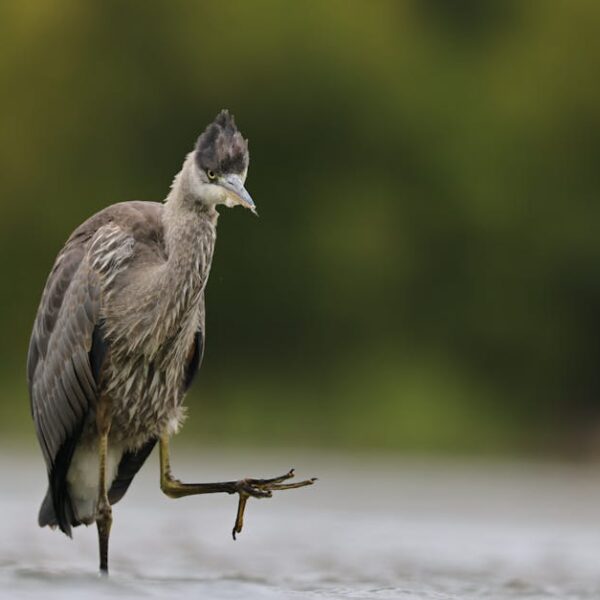 Essential Tips & Tricks to Keep Birds Warm in Winter