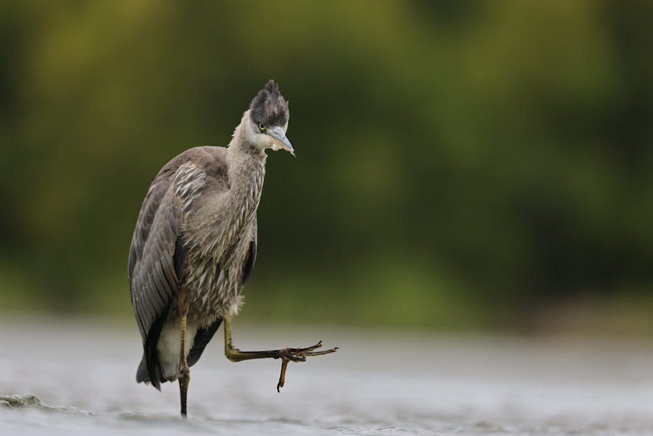 A heron stands in shallow water with one leg raised, against a blurred green background.