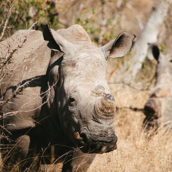 Two rhinoceroses stand in dry grass and brush, with one in the foreground looking toward the camera and the other partially visible in the background.