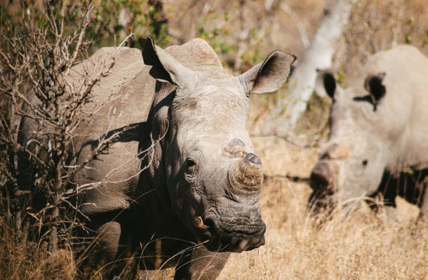 Two rhinoceroses stand in dry grass and brush, with one in the foreground looking toward the camera and the other partially visible in the background.