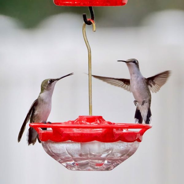 Two hummingbirds hover near a red plastic feeder, with one perched and the other in flight, against a blurred light background.