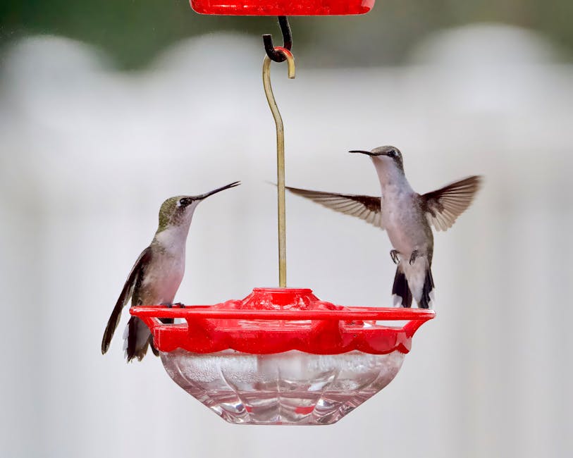 Two hummingbirds hover near a red plastic feeder, with one perched and the other in flight, against a blurred light background.