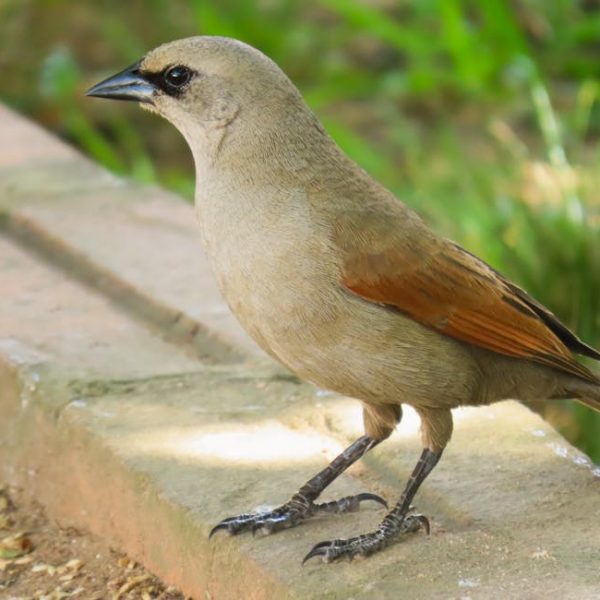A small brown bird with a dark beak stands on a stone surface, with green grass visible in the background.