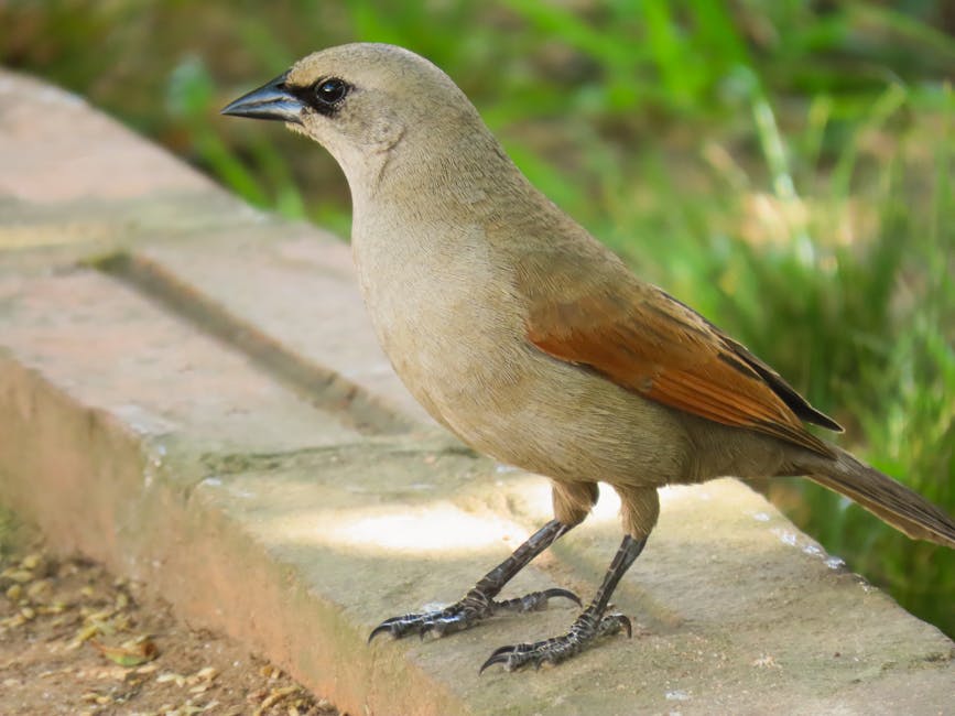 A small brown bird with a dark beak stands on a stone surface, with green grass visible in the background.