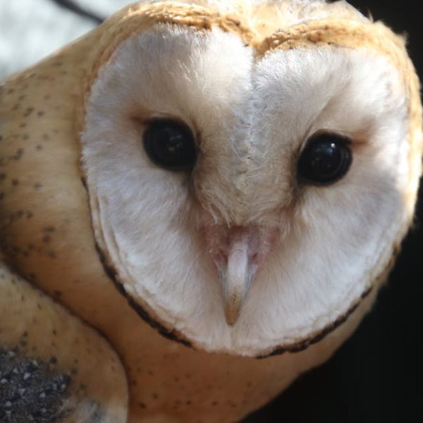 Close-up of a barn owl facing the camera, showing its heart-shaped facial disk, dark eyes, and beak against a blurred background.