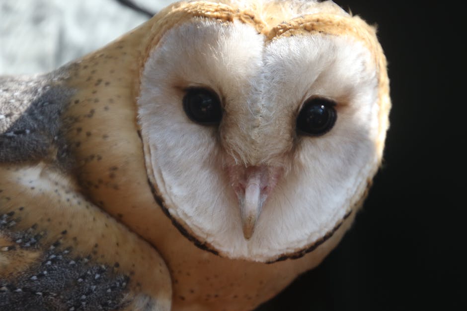 Close-up of a barn owl facing the camera, showing its heart-shaped facial disk, dark eyes, and beak against a blurred background.