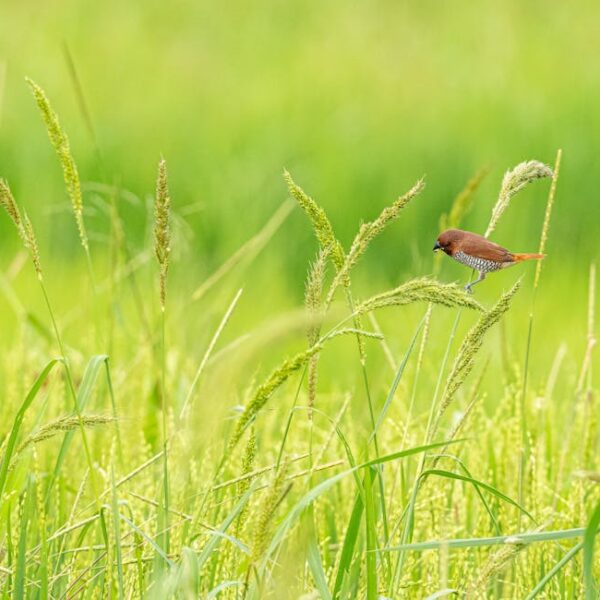 A small brown bird is perched on a green grass stem in a field of tall grass with a blurred green background.