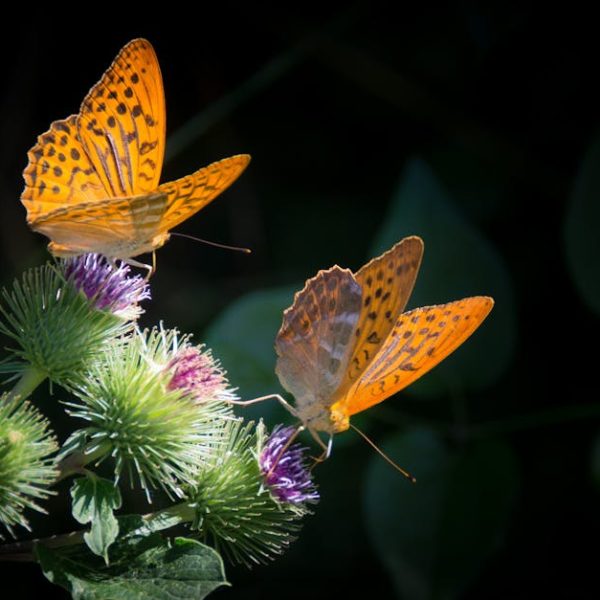 Two orange butterflies with black spots rest on purple thistle flowers against a dark, blurred background.