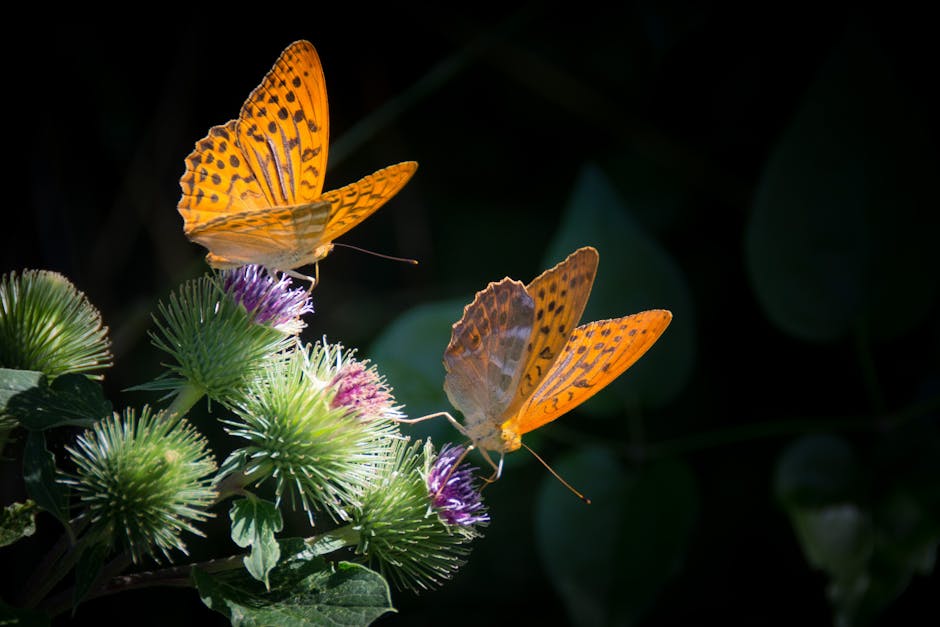 Two orange butterflies with black spots rest on purple thistle flowers against a dark, blurred background.