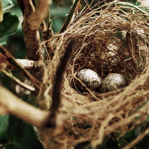 A close-up view of a bird’s nest with two speckled eggs resting inside, surrounded by branches and green leaves.